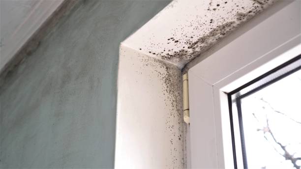 Best Bathroom Mold Remediation in Odem, TX