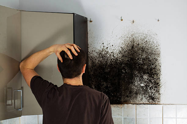 Best Residential Mold Remediation in Odem, TX