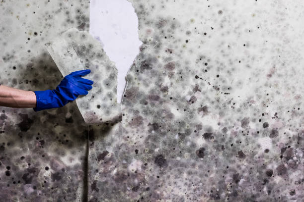 Best Emergency Mold Remediation in Odem, TX